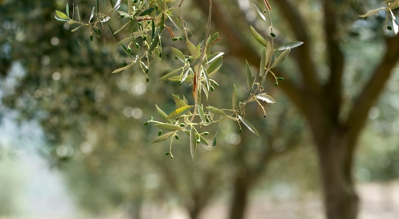 Xylella fastidiosa